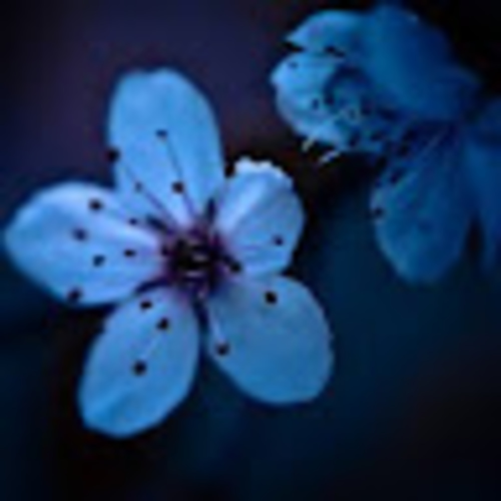 Meet your Posher, Bluesakura